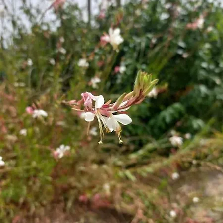 La Gaura Relax E Mare *